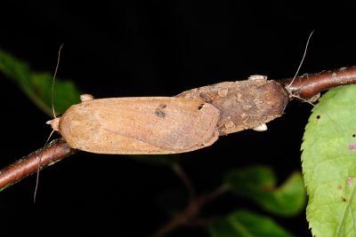 Large Yellow Underwing, Noctua pronuba, Smutugle 8