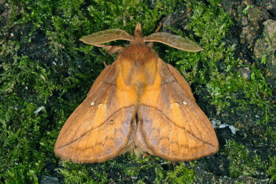 Drinker, Euthrix potatoria, Græsspinder 3