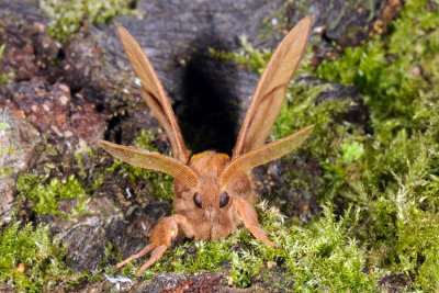 Drinker, Euthrix potatoria, Græsspinder 1