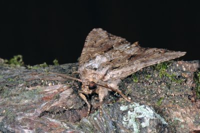 Dark Arches, Apamea monoglypha, Rodugle 2