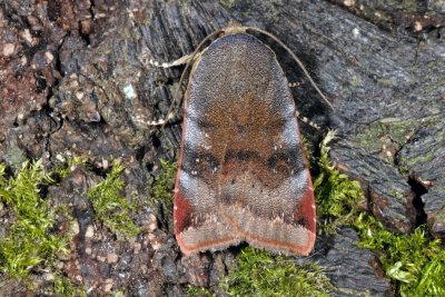 Lesser Broad-bordered Yellow Underwing, Noctua janthe 1