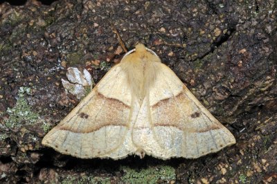 Scalloped Oak, Crocallis elinguaria, Okkergul rovmåler 1