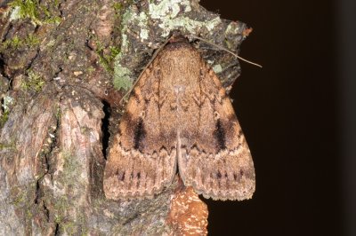 Copper Underwing, Amphipyra pyramidea, Pyramideugle 1