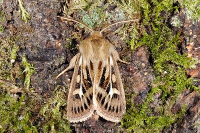 Antler Moth, Cerapteryx graminis, Grsugle 1