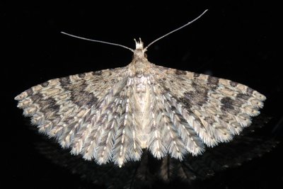 Twenty-plume Moth, Alucita hexadactyla, Mangefingret fjerml 1