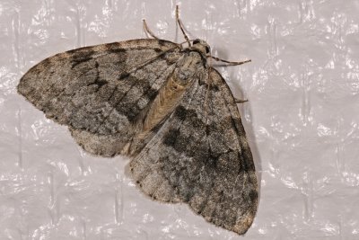 Epirrita ? 2