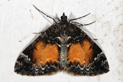Chloroclysta truncata, Jordbær-bladmåler 1