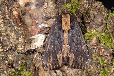 Bird's Wing, Dypterygia scabriuscula, Mørk skræppeugle 1