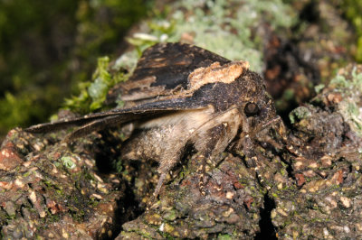 Bird's Wing, Dypterygia scabriuscula, Mørk skræppeugle 2