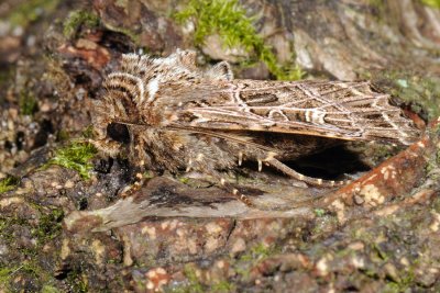 Heliophobus reticulata 3