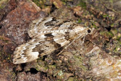 Spruce Carpet, Thera variata 2