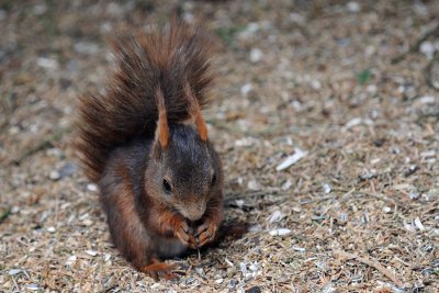 Red Squirrel, Sciurus vulgaris, Egern 2