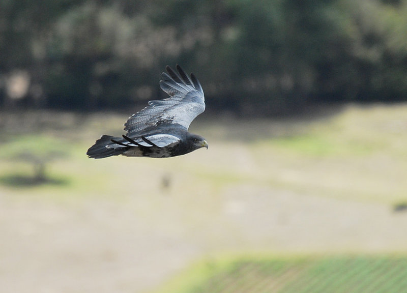 Black-chested Buzzard-Eagle