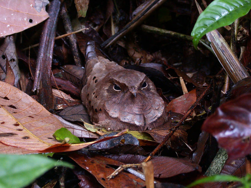 Ocellated Poorwill