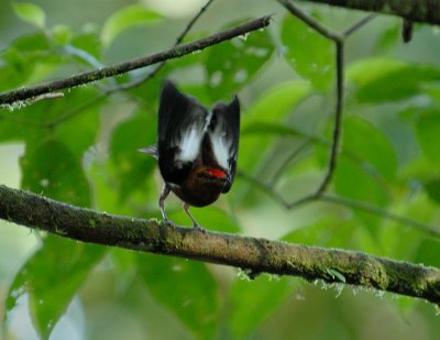 Club-winged Manakin