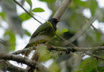 Green-and-black Fruiteater2