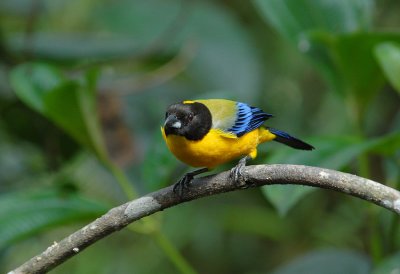 Black-chinned Mountain-Tanager3