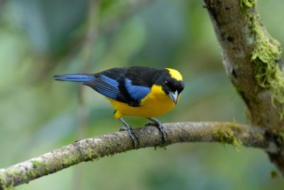 Blue-winged Mountain-Tanager4