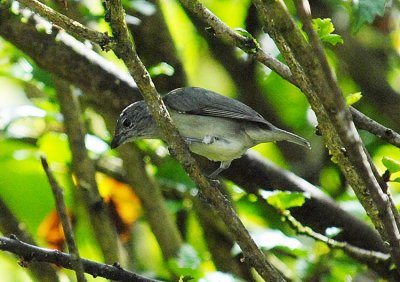 Thick-billed Euphonia