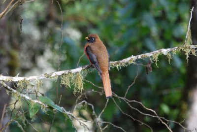 Masked Trogon2