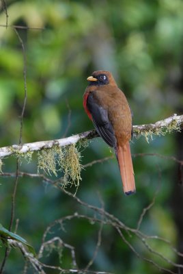 Masked Trogon3