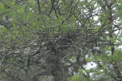 Azara's Spinetail nest