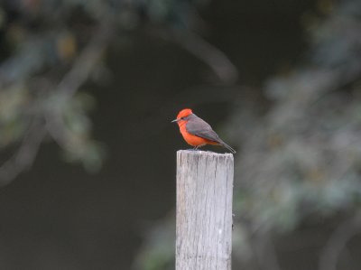 Vermilion Flycatcher