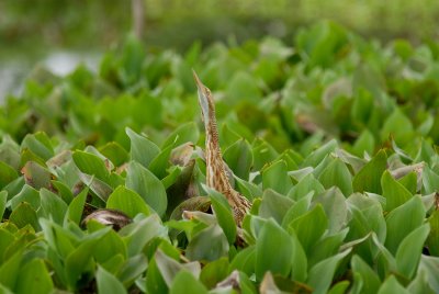 Pinnated Bittern4