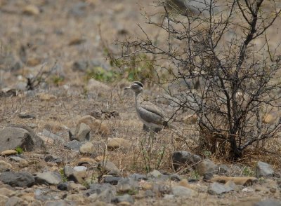 Peruvian Thickknee