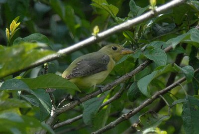 Scarlet Tanager