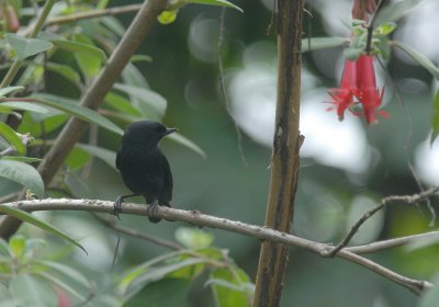 Black Flowerpiercer