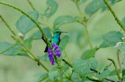 Blue-tailed Emerald