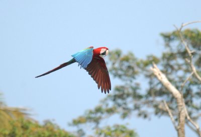 Red-and-green Macaw5