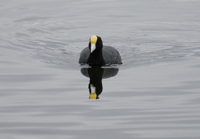 Andean Coot yellow knob