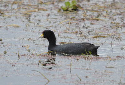 Andean Coot red knob
