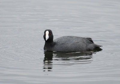 Andean Coot white knob