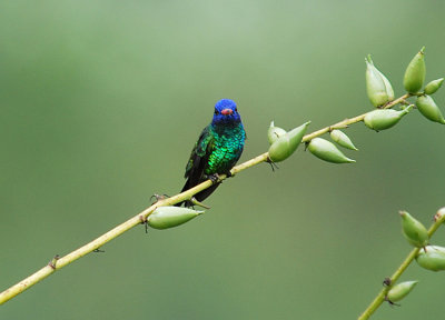 Blue-headed Sapphire