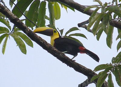 Yellow-throated Toucan (swainsonii)