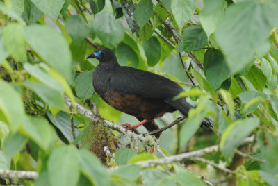 Sickle-winged Guan5