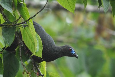 Sickle-winged Guan6