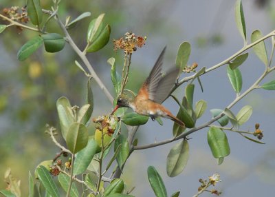 Amazilia Hummingbird