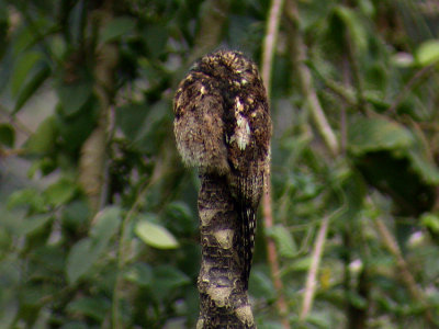 Andean Potoo2