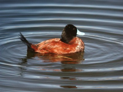 Andean Ruddy-Duck