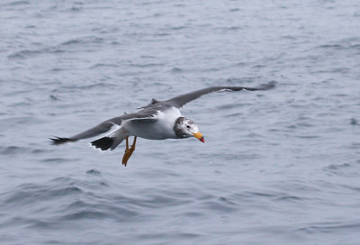 Band-tailed-Gull.jpg