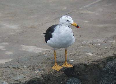 Band-tailed Gull7