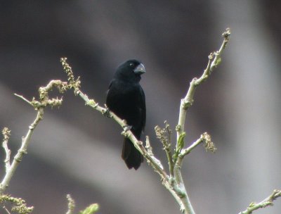 Black-billed Seed-Finch