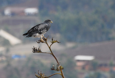 Black-chested Buzzard-Eagle