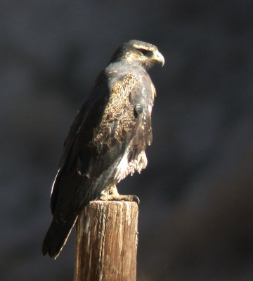 Black-chested Buzzard-Eagle3