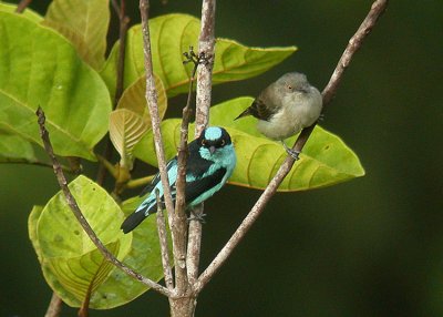 Black-faced Dacnis