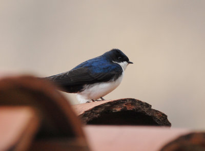 Blue-and-white Swallow